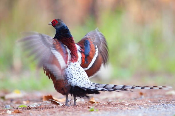 istock Pheasant bird : Adult male Mrs.Hume's pheasant (Syrmaticus humiae) 1156907821