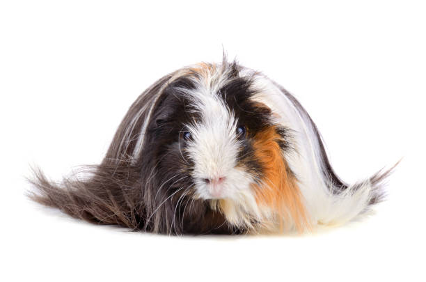 Long hair guinea pig sitting on a white background