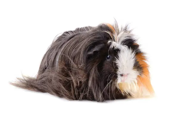 Long hair guinea pig on a white background