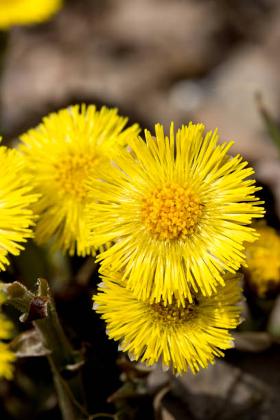 istock Tussilago farfara Flowers Close Up 1156909521