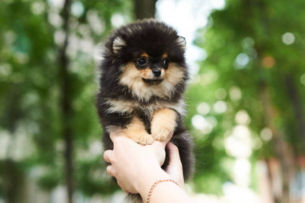 istock Dark cute puppy Spitz on hand. 1156909558