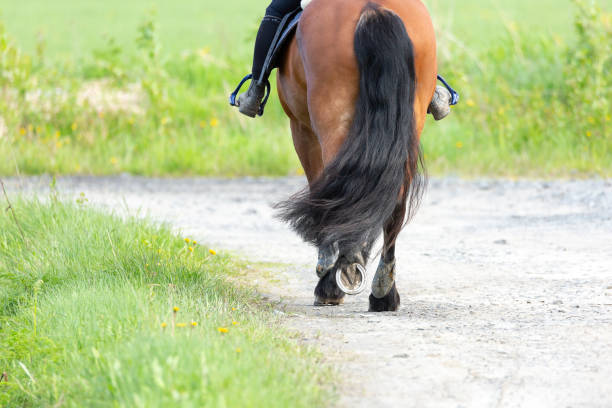 istock Person Riding Brown Horse 1156909562