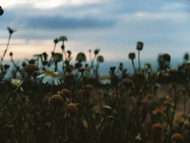 Flowers in Carmona, Spain
