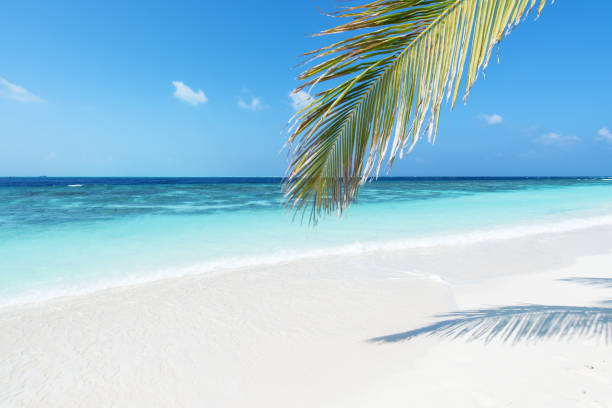 istock Beautiful tropical beach of Maldives 1156910535