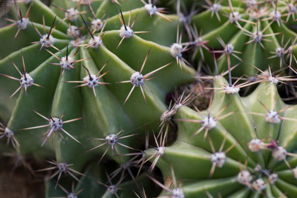 кактус - cactus hedgehog cactus close up macro стоковые фото и изображения