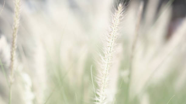 istock vintage background wild grass flowers, nature beautiful 1156912554