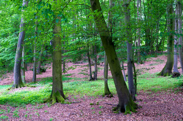 istock Forest high trees nature landscape. Trees forest. Nature reserve concept. Old high tree. Landscape of dark forest spread over meadow. Walking in nature park. Innocent nature 1156914025