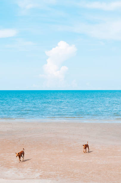 istock Happy dogs on beach blue ocean with clear sky slightly clouds in summer 1156914026