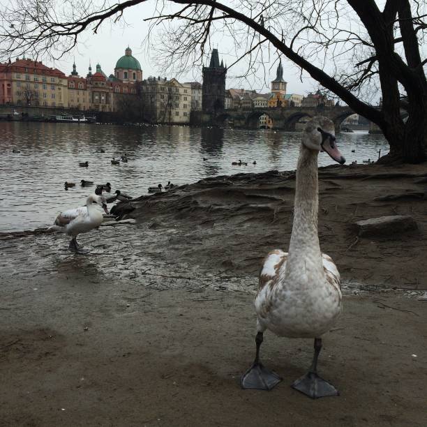 istock White and gray Swan on a river 1156914085