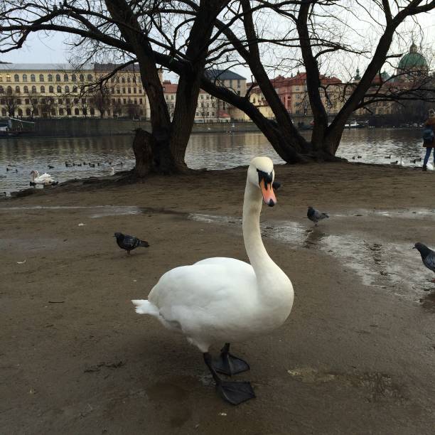 istock White and gray Swan on a river 1156914097