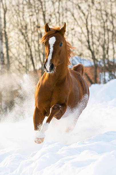 istock red arabian stallion runs gallop in the snow 115691494