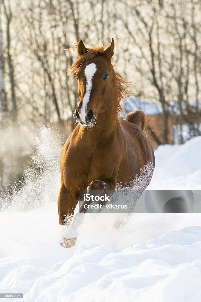 red arabian stallion runs gallop in the snow red arabian stallion runs gallop in the winter Arabian Horse Stock Photo