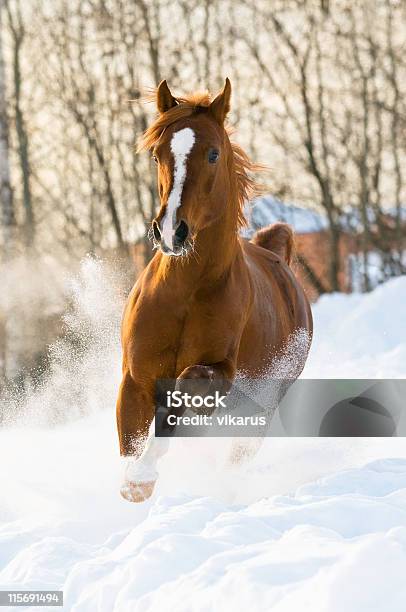Red Arabian Stallion Runs Gallop In The Snow Stock Photo - Download Image Now - Arabian Horse, Horse, Snow
