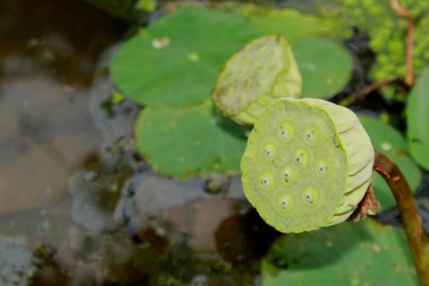 istock Nelumbo nucifera seed head. 1156915590