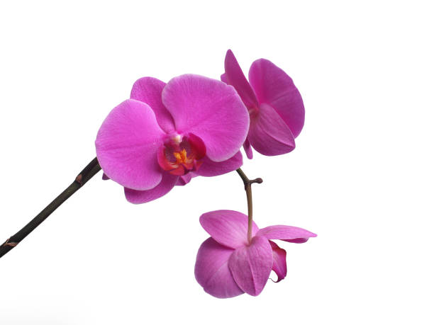 istock Purple orchid, beautiful phalaenopsis isolated on white background. 1156915656