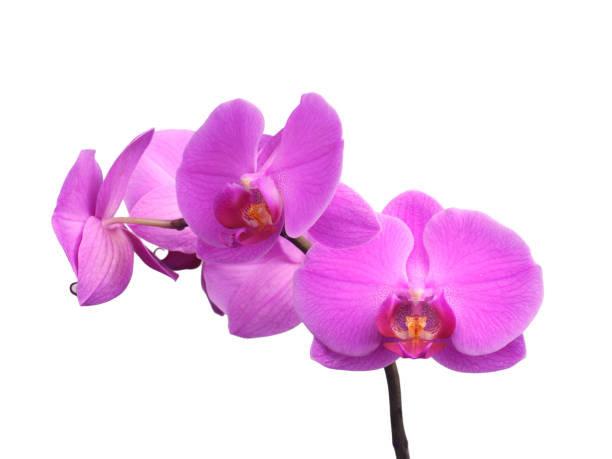 istock Purple orchid, beautiful phalaenopsis on white background. 1156915657