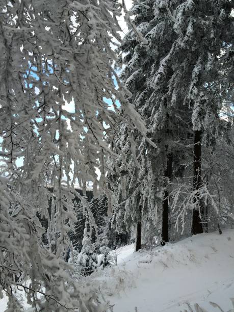 istock Fairytale winter forest and snow drifts 1156916934
