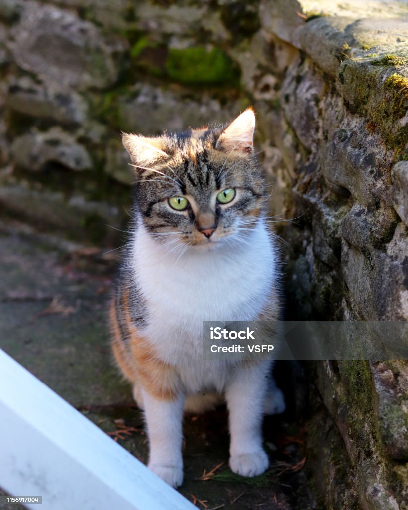 Suprised Face By Domesticated Colourful Kitten Sitting Under Stone Fence Sad Cat After Fail Hunting On Mouse Colourful Animal Head With Green Eyes Best Friend And Best Hunter Stock Photo - Download Suprised Face By Domesticated Colourful Kitten Sitting Under Stone Fence Sad Cat After Fail Hunting On Mouse Colourful Animal Head With Green Eyes Best Friend And Best Hunter Stock Photo - Download