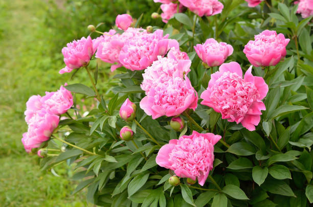 istock Beautiful pink peonies 1156918320