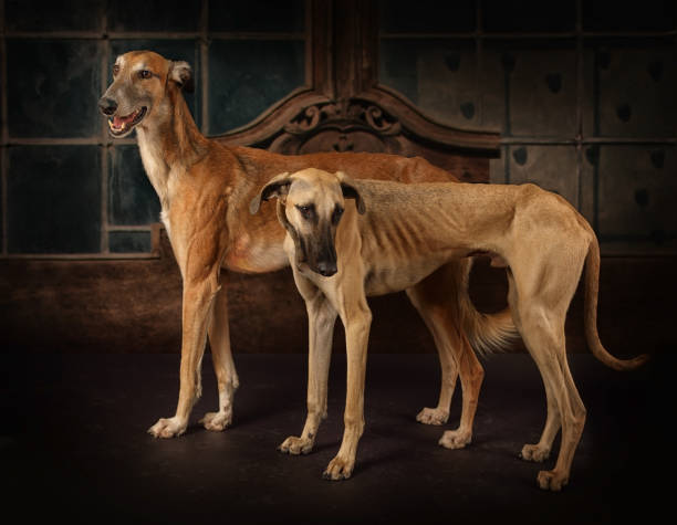 istock Two greyhounds dogs standing on a vintage background 1156918745