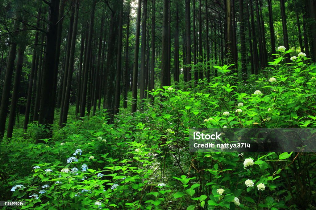 Préfecture d'Iwate Hydrangea fleurissant dans la forêt - Photo de Arbre libre de droits