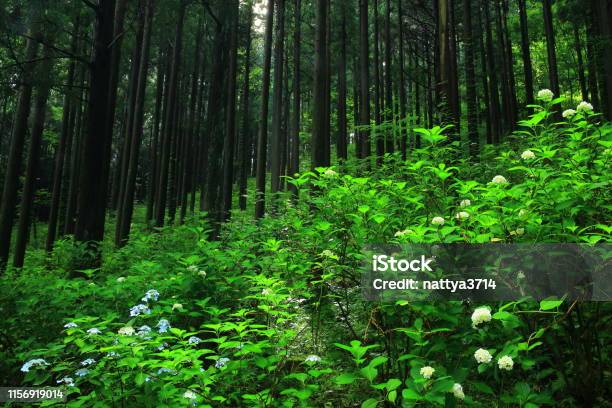 Photo libre de droit de Préfecture Diwate Hydrangea Fleurissant Dans La Forêt banque d'images et plus d'images libres de droit de Arbre