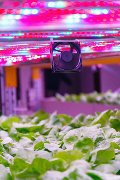 istock Ventilator and special LED lights belts above lettuce in aquaponics system combining fish aquaculture with hydroponics, cultivating plants in water under artificial lighting, indoors 1156919974