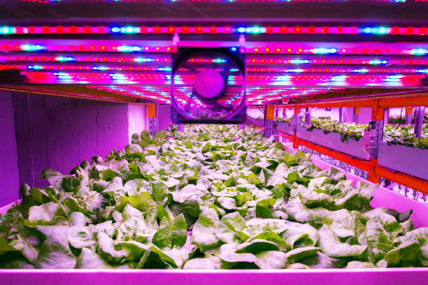 Ventilator and special LED lights belts above lettuce in aquaponics system combining fish aquaculture with hydroponics, cultivating plants in water under artificial lighting, indoors Ventilator and special LED lights belts above lettuce in aquaponics system combining fish aquaculture with hydroponics, cultivating plants in water under artificial lighting, indoors aquaponics photos stock pictures, royalty-free photos & images