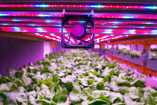Ventilator and special LED lights belts above lettuce in aquaponics system combining fish aquaculture with hydroponics, cultivating plants in water under artificial lighting, indoors Ventilator and special LED lights belts above lettuce in aquaponics system combining fish aquaculture with hydroponics, cultivating plants in water under artificial lighting, indoors aquaponics photos stock pictures, royalty-free photos & images