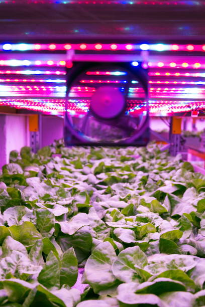 istock Ventilator and special LED lights belts above lettuce in aquaponics system combining fish aquaculture with hydroponics, cultivating plants in water under artificial lighting, indoors 1156920758