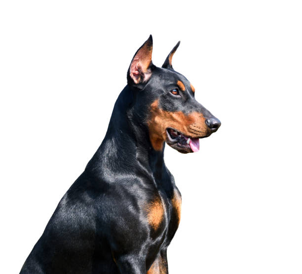 Portrait of tan-and-black doberman pinscher Portrait of tan-and-black German Pinscher isolated on a white backgraund doberman pinscher stock pictures, royalty-free photos & images