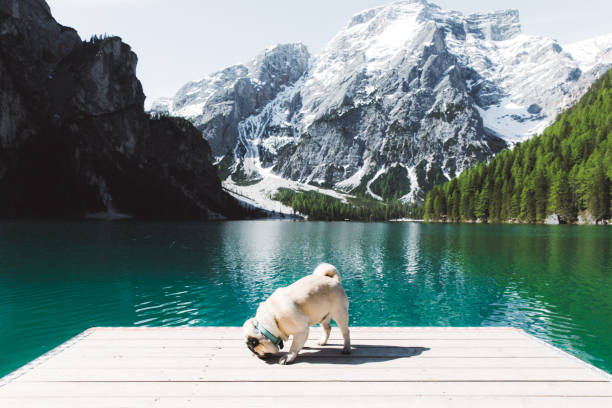 cane sul molo a lago di braies nelle alpi dolomiti - latemar mountain range foto e immagini stock