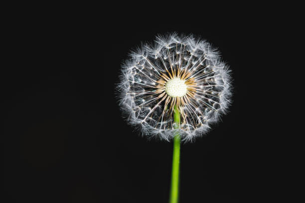 istock dandelion flower macro cross-section 1156921984