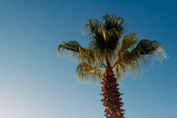 top of a tall palm tree against the blue sky