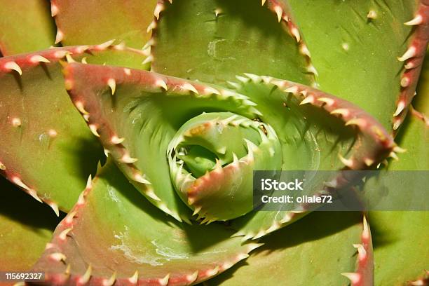 Aloe Primo Piano Con Immagini A Colori - Fotografie stock e altre immagini di Aloe - Aloe, Aloe vera, Appuntito