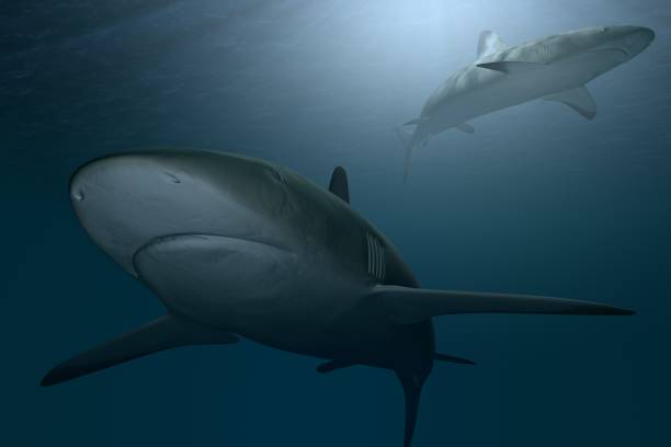 istock Under the waves circle two great white sharks. Illustration 1156923456