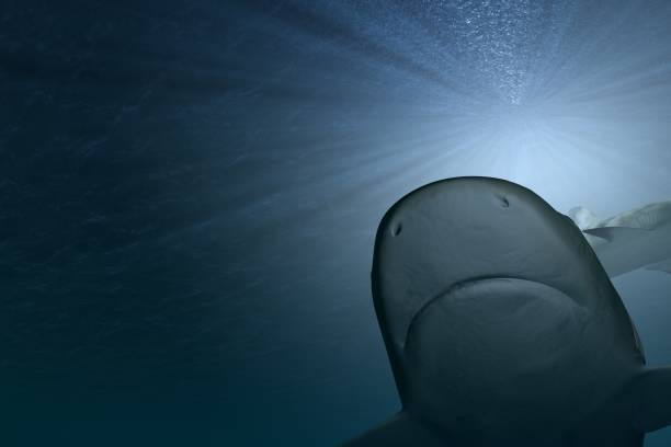 istock Under the waves circle two great white sharks. Illustration 1156923459