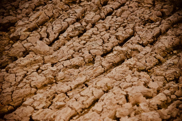 Dry, cracked mud on the bank of a river.