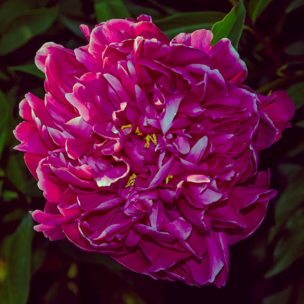 istock Beautiful pink peony flower close up 1156925242