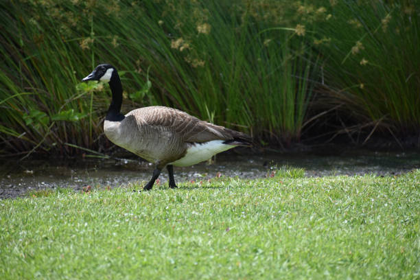 istock Goose walking near water 1156925291