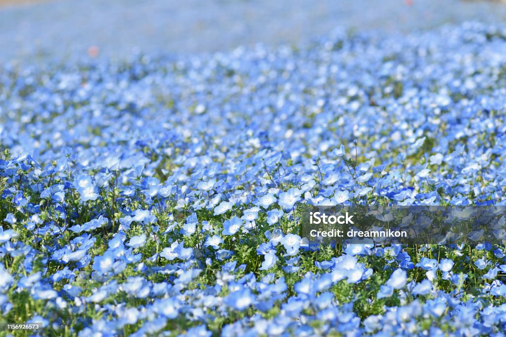 Flower field of nemophila The shooting location is Ibaraki prefecture in Japan Atmospheric Mood Stock Photo