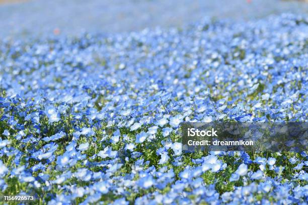 Flower Field Of Nemophila Stock Photo - Download Image Now - Atmospheric Mood, Baby Blue Eye Flower, Blue