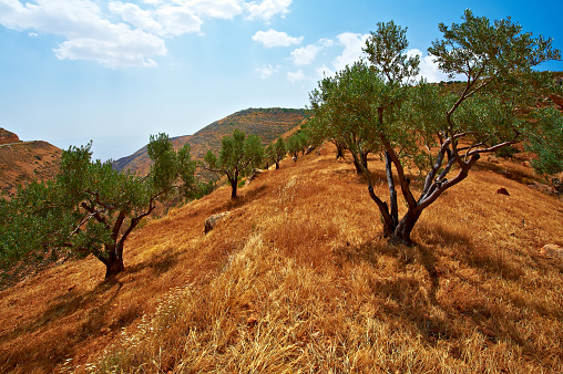 Olive grove on the slopes of the mountains of Samaria in Israel. Retro style