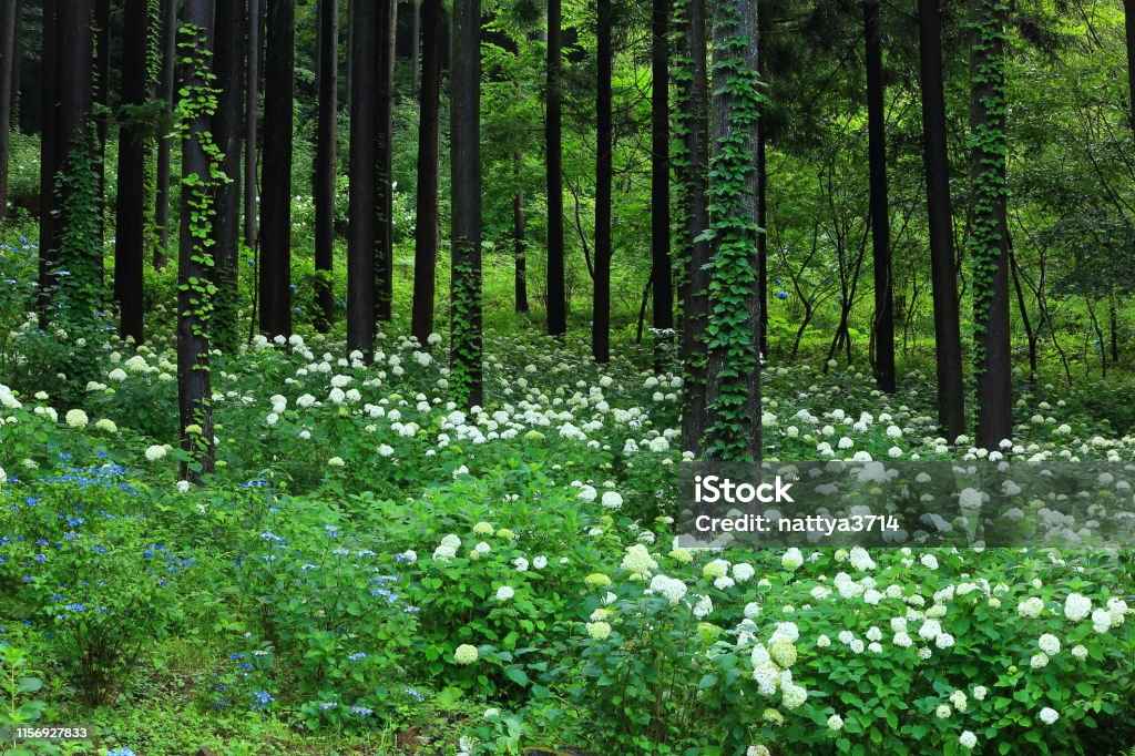 Préfecture d'Iwate Hydrangea fleurissant dans la forêt - Photo de Arbre libre de droits