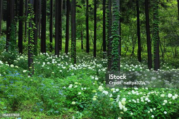 Photo libre de droit de Préfecture Diwate Hydrangea Fleurissant Dans La Forêt banque d'images et plus d'images libres de droit de Arbre