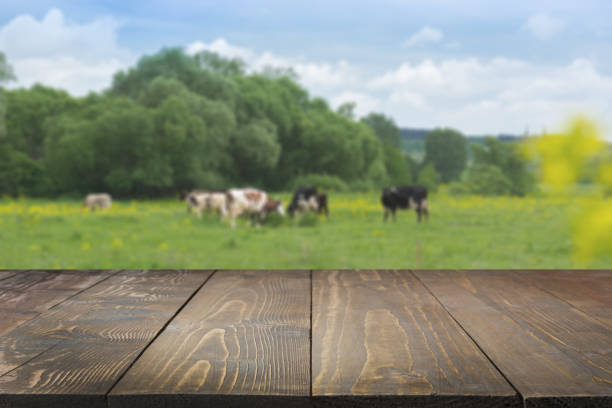 Empty wooden tabletop and blurred rural background of cows on green field. Display for your product. Empty wooden tabletop and blurred rural background of cows on green field and meadow with grass. Display for your product. barren cow stock pictures, royalty-free photos & images