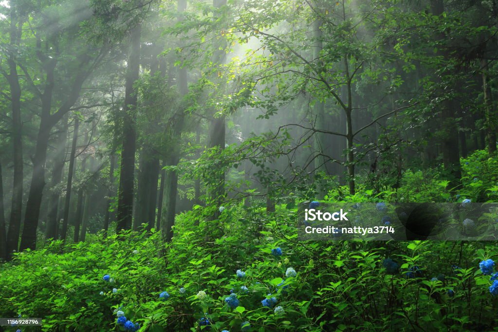Iwate Prefecture Hydrangea blooming in the forest Iwate Prefecture Stock Photo