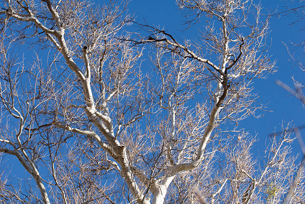 сикамор, штат аризона - arizona sycamore стоковые фото и изображения