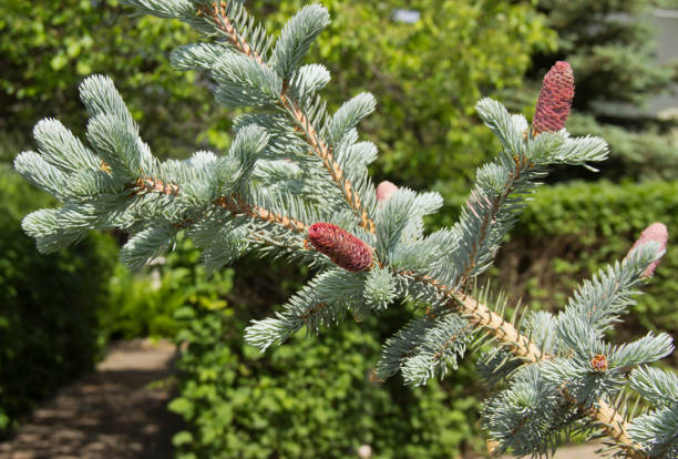istock Beautiful young pink cones on blue spruce. Silver blue spruce in combination with evergreen plants looks very impressive against blue sky. 1156930455