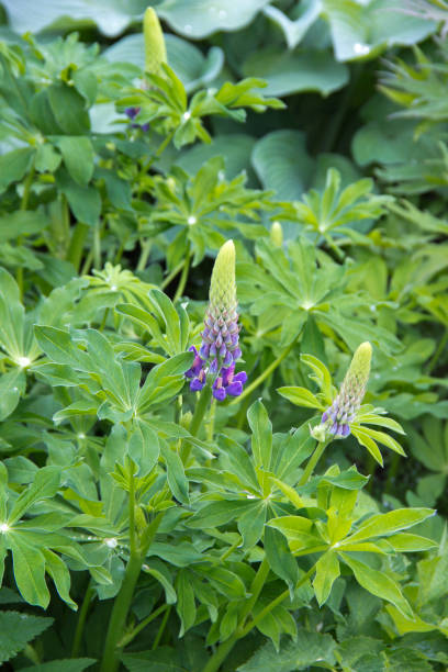 istock Lupin mutabilis bluebells flower under natural light 1156930571
